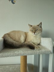 Cute cats playing on cat tower on white background isolated. Cute funny cat tree in the living  room with scratcher. Beautiful cat resting. British shorthair cat.  
