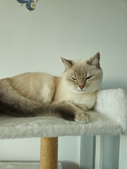 Cute cats playing on cat tower on white background isolated. Cute funny cat tree in the living  room with scratcher. Beautiful cat resting. British shorthair cat.  