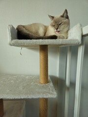 Cute cats playing on cat tower on white background isolated. Cute funny cat tree in the living  room with scratcher. Beautiful cat resting. British shorthair cat.  