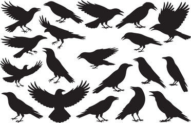 Silhouette of Crows Raven Birds in Various Poses Isolated on White Background Graphic Element Design