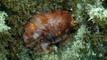 Redbrown leathery doris or redbrown nudibranch (Platydoris argo) undersea, Aegean Sea, Greece, Halkidikii, Pirgos beach
