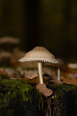 Group of mushrooms growing on tree bark with autumn leaves