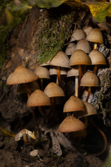 Group of mushrooms growing on tree bark with autumn leaves