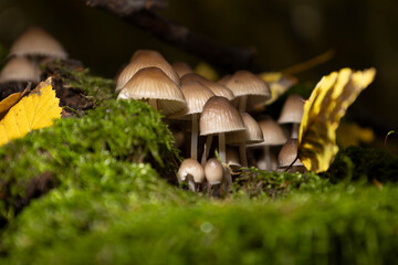 Group of mushrooms growing on tree bark with autumn leaves