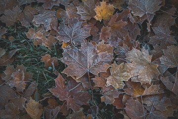 Frosted over set of fallen maple leaves on an October morning hoar frost.