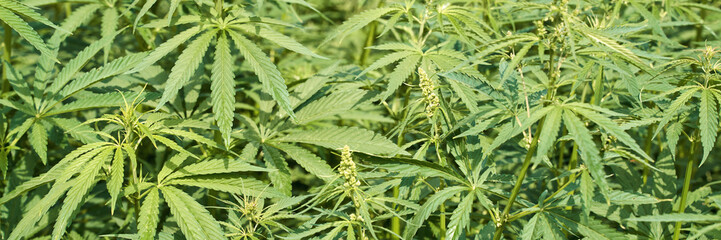 Lush green cannabis field with dense foliage and healthy leaves in natural sunlight.