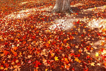 Dappled sunlight on fallen maple leaves