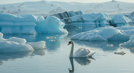 Swan swimming in icy blue waters surrounded by icebergs  