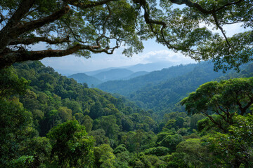 Obraz premium A deep evergreen rainforest, jungle, foliage, tropical wild forest, greenery canopy view, a top view or close up of tree in penang hill, concept of ecology, Earth day, biodiversity, mystery background