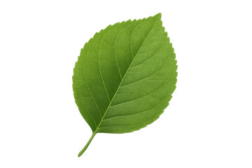 Fototapeta premium Green leaf representing nature, ecology, and spring season