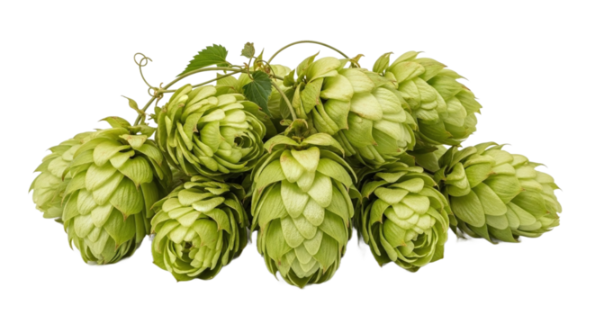 Fresh green hop cones with vine and leaves, isolated on transparent background