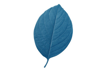 Blue leaf on transparent background showing botany, nature, season, growth, and organic concept