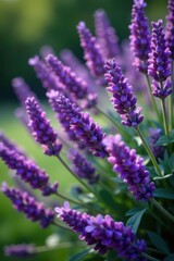 Obraz premium Purple lavender flowers blooming profusely on a bush , wallpaper, flower, herbal