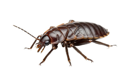 Brown bed bug insect parasite isolated on transparent background