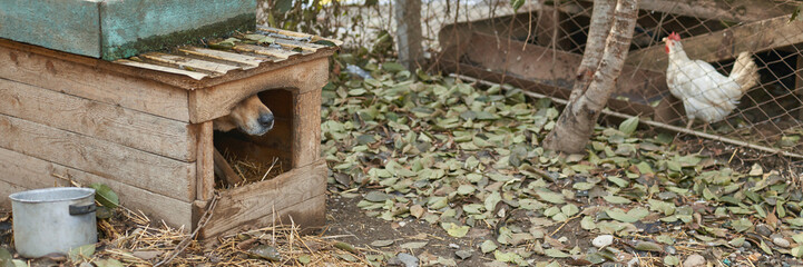 Dog in wooden kennel and white chicken in leaf-covered yard with fenced enclosure.