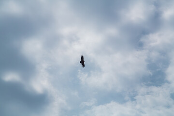 High in the blue sky with white cirrus clouds, an eagle soars majestic
