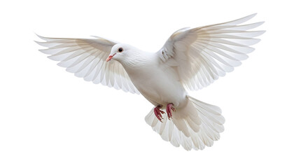Obraz premium White dove flying with wings spread isolated on transparent background