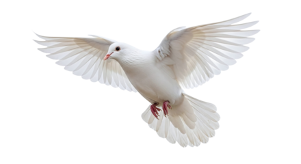 White dove flying with wings spread isolated on transparent background