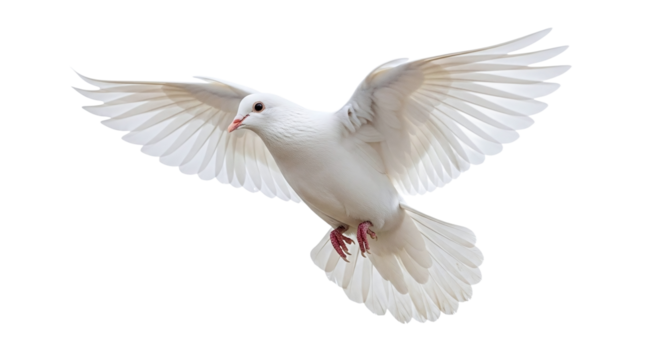 White dove flying with wings spread isolated on transparent background
