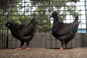 Two Dark Pigeons with Striking Orange Eyes Inside a Wire Cage