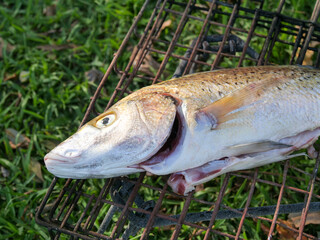 Head of a raw shad, elf or tailor fish - Pomatomus saltatrix - cleaned and on a grid ready to be barbecued on a fire