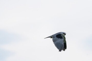 White-tailed Kite Soaring Gracefully in the Sky