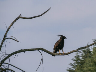 Side profile of a black long-crested eagle - Lophaetus occipitalis - sitting on a tree branch in the wild