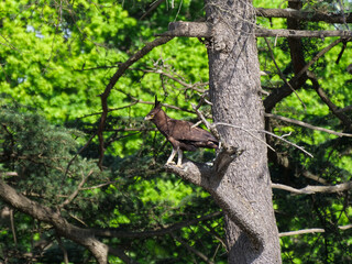 Side profile of a black long-crested eagle - Lophaetus occipitalis - sitting on a tree branch in the wild