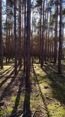 Sunlight in the autumn coniferous forest 