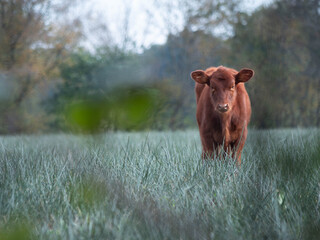 Curious Brown Calf Standing in Tall Green Pasture with Soft Focus Background