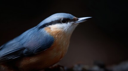 Obraz premium European Nuthatch, detailed shot, wild bird