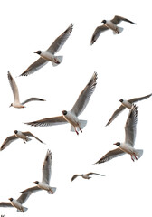 Naklejka premium Flying Seagulls Group of Birds in Flight with Wings Spread, Wildlife Photography and Nature Scenes.