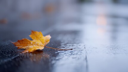 Wet pavement, fallen autumn leaf, side view. Out-of-focus background.