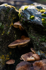 Pilze, Felsen, Moos, Wald, Herbst, Natur, Nahaufnahme, Makro, Detail, Felsspalte, Spalt, Versteckt,...