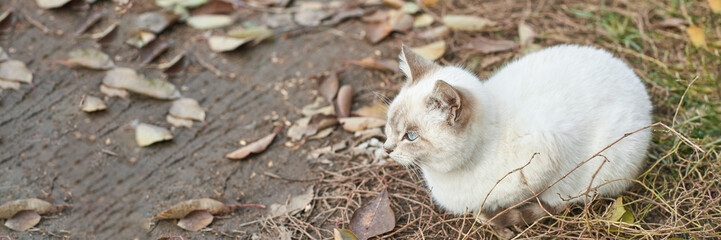 Cautious white cat with blue eyes resting on grass amidst fallen autumn leaves.