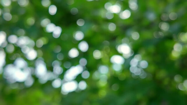 Serene bokeh effect showcasing lush green colors, evoking feelings of renewal and freshness in natural spring scenery, ideal for relaxing video backgrounds