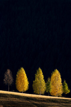 Trees in Sunset Light with Pine Forest Background. Beautiful trees glowing in the warm light of sunset, with a shadowed pine forest creating a soft, decorative background.