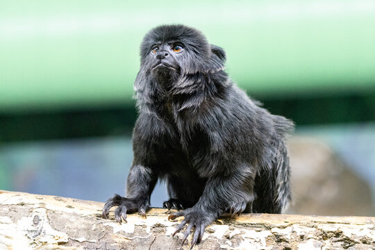 Goeldi monkey sitting on a branch, looking upward