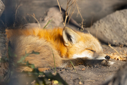 Adorable red fox curled up sleeping in the sunshine amongst rocks