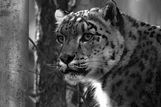 close up black and white portrait of a female snow leopard face