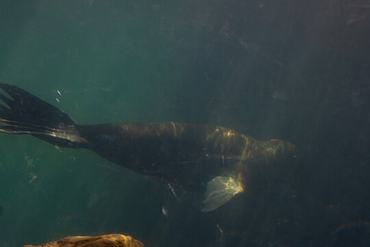 sea lion swimming in water