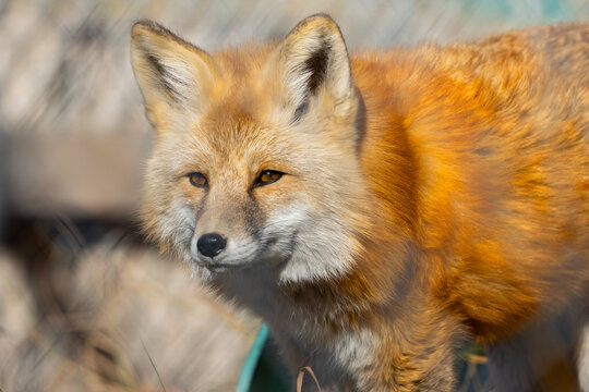 cute red fox close up portrait