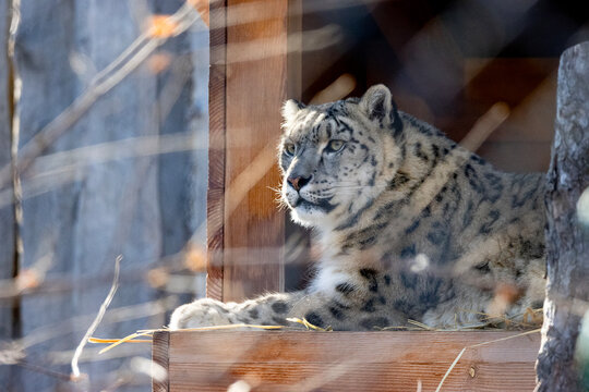Portrait of a female snow leopard laying down by a wooden structure in nature