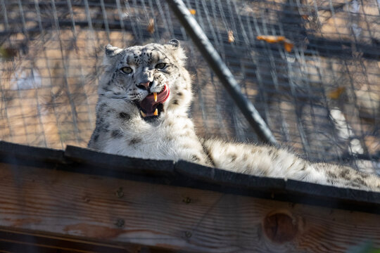 Female snow leopard licking her lips while laying down