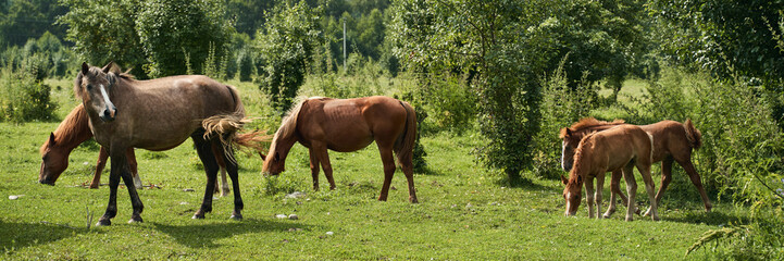 Obraz premium Horses and foals grazing in lush green pasture surrounded by verdant trees on a sunny day.