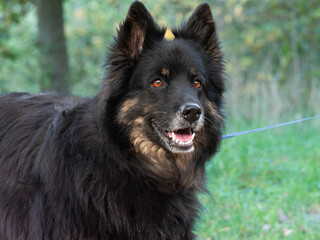 Happy Black and Tan Bohemian Shepherd Dog Portrait with Smiling Expression