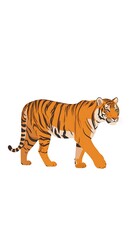 Fototapeta premium Orange tiger walking