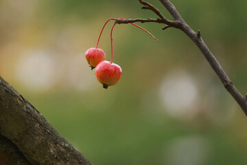 apples on a branch
