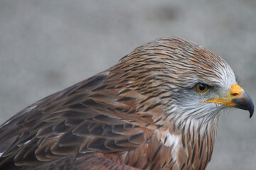 Falke