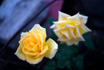 Fototapeta premium A bright juicy yellow rose on a bush. A rosebud. A yellow rose flower in the background blur.